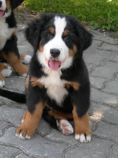 Hier erfahren Sie mehr über die Hundezucht.